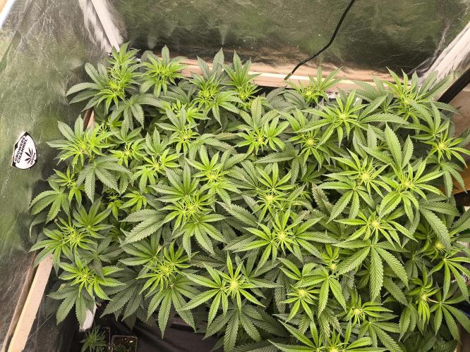 My First photoperiod. Week 8 - Pulka třetího týdne 