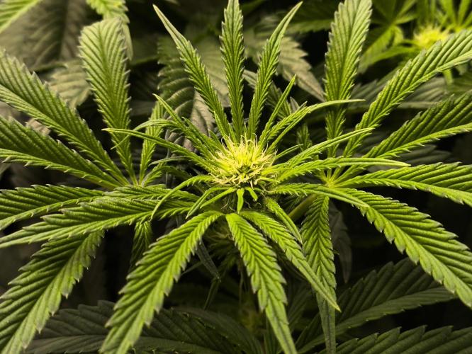 My First photoperiod. Week 8 - Půlka třetího týdne 