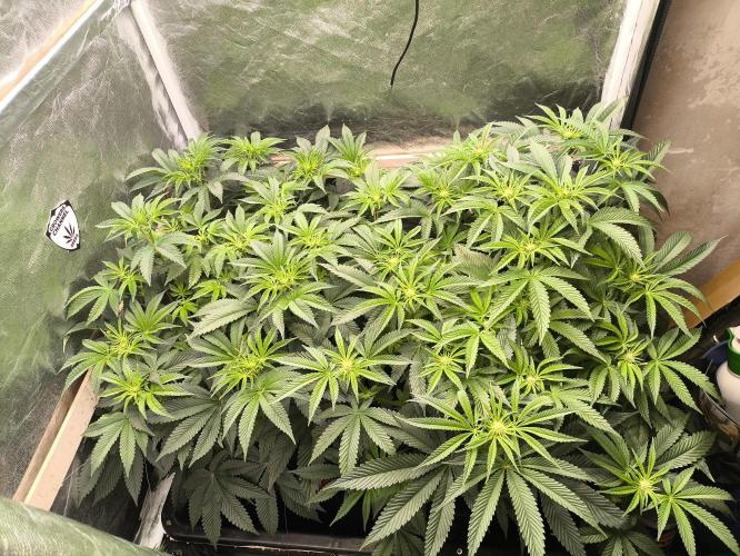 My First photoperiod. Week 8 - Půlka třetího týdne 