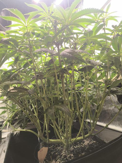 My First photoperiod. Week 8 - Půlka třetího týdne, na jedné defoliace