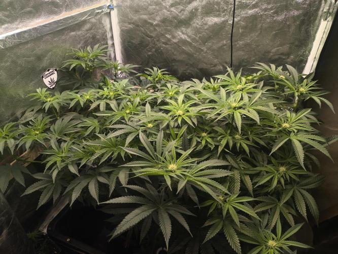 My First photoperiod. Week 9