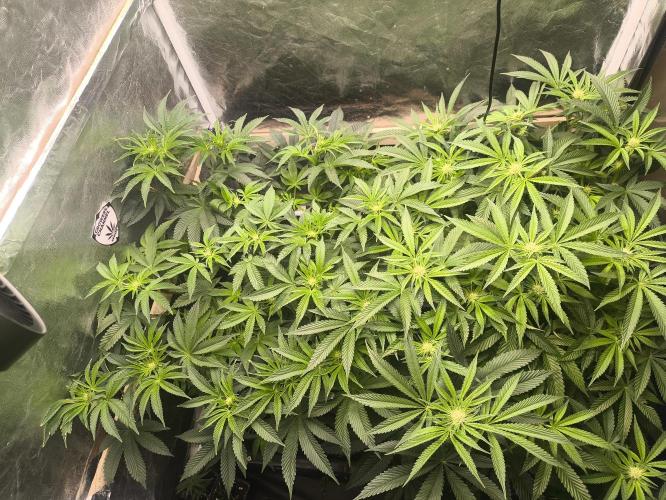 My First photoperiod. Week 9