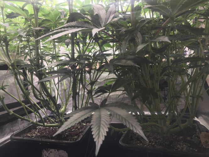 My First photoperiod. Week 9