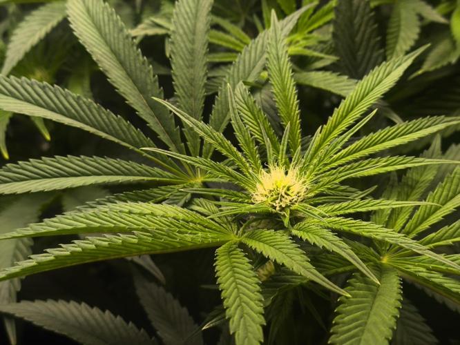 My First photoperiod. Week 9