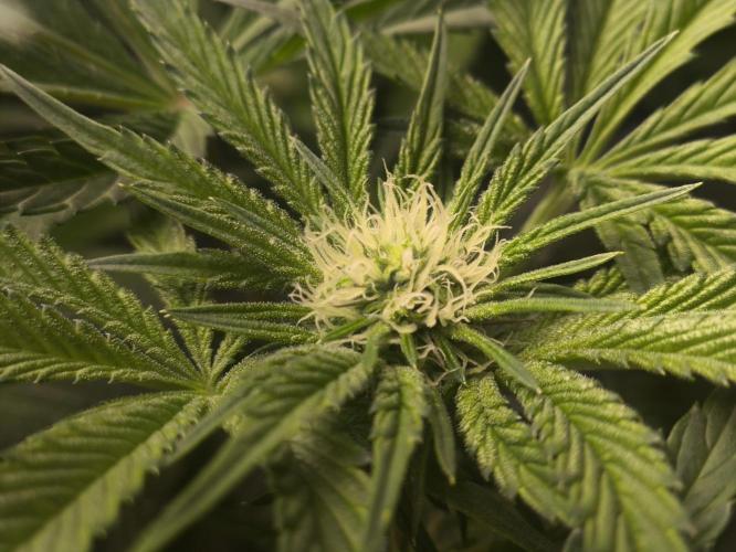 My First photoperiod. Week 9