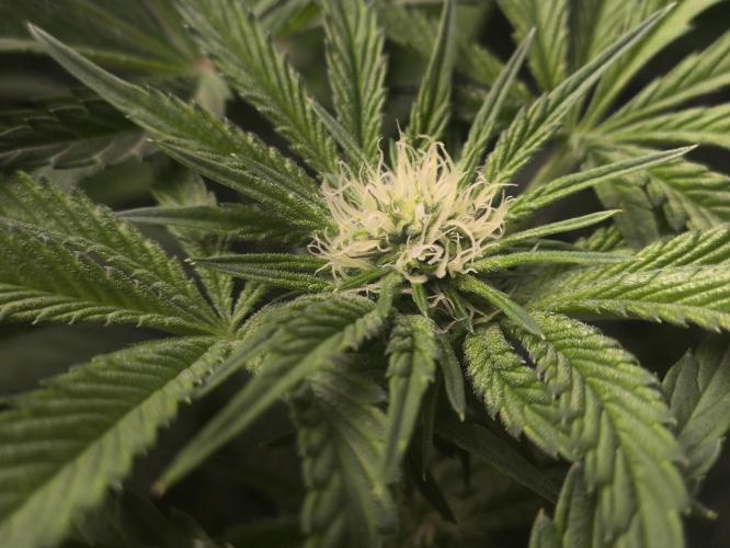 My First photoperiod. Week 9