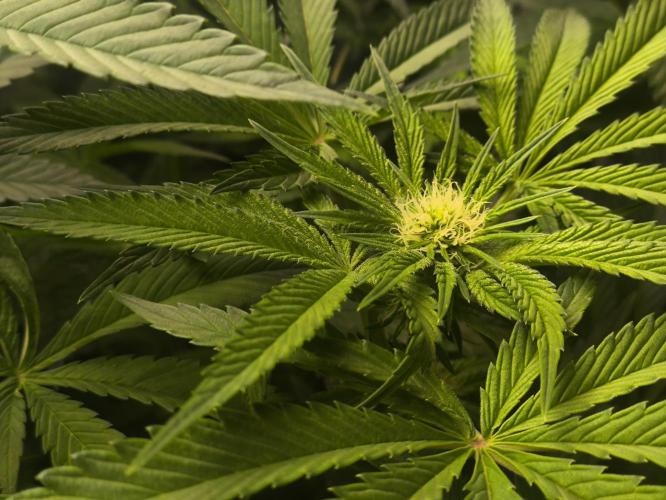 My First photoperiod. Week 9