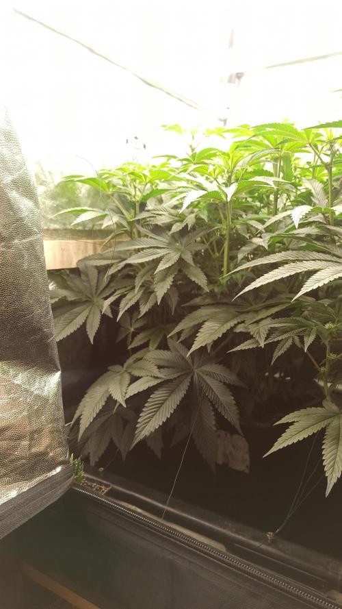 My First photoperiod. Week 9 - Before