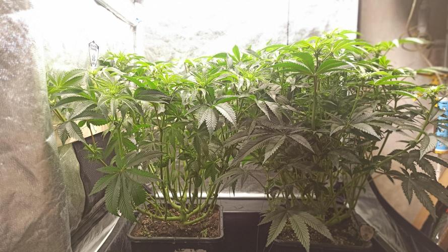 My First photoperiod. Week 9 - After defo