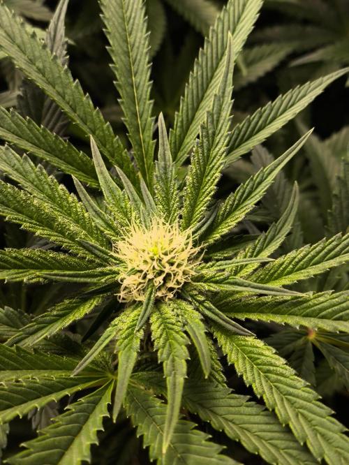 My First photoperiod. Week 9