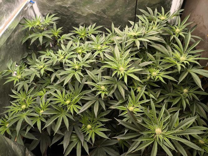 My First photoperiod. Week 9