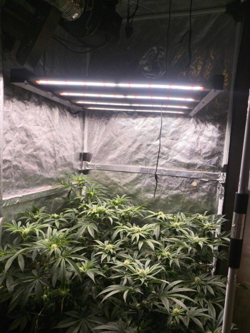 My First photoperiod. Week 10