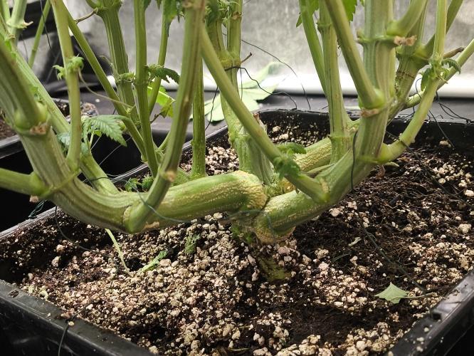 My First photoperiod. Week 10