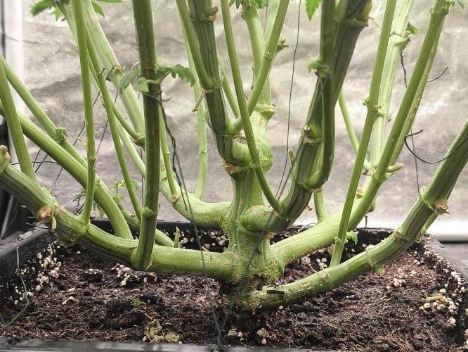 My First photoperiod. Week 10