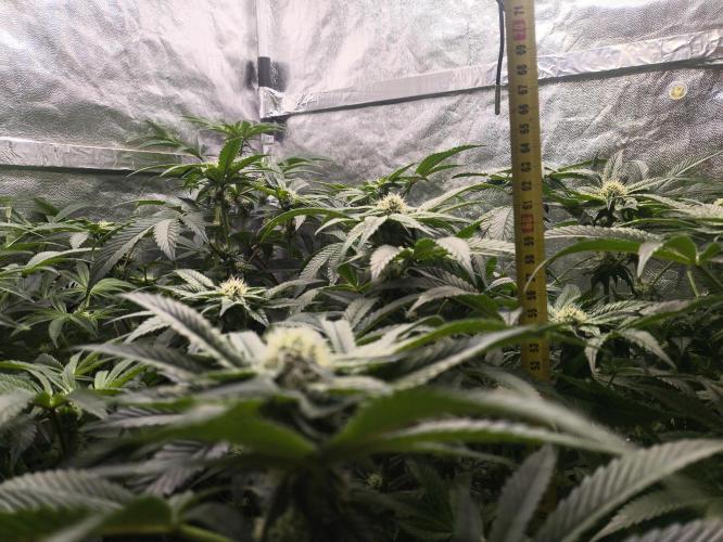 My First photoperiod. Week 10