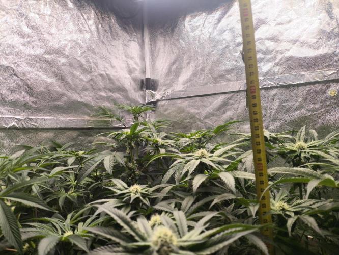 My First photoperiod. Week 10