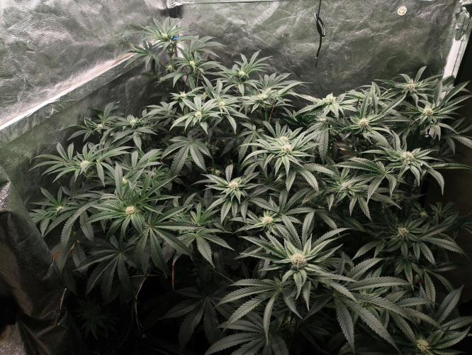 My First photoperiod. Week 10