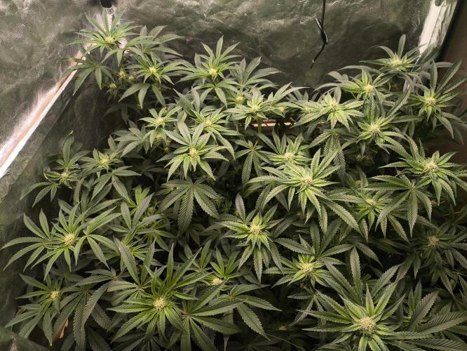 My First photoperiod. Week 10