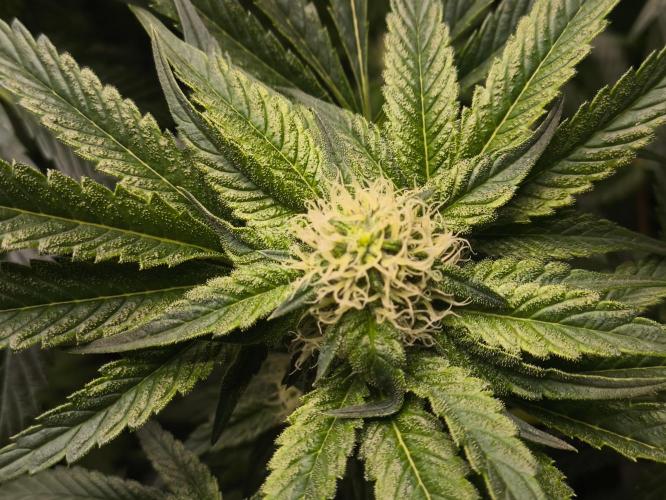 My First photoperiod. Week 10