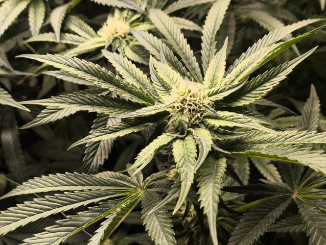 My First photoperiod. Week 10