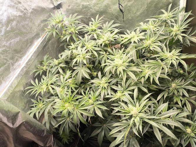 My First photoperiod. Week 10