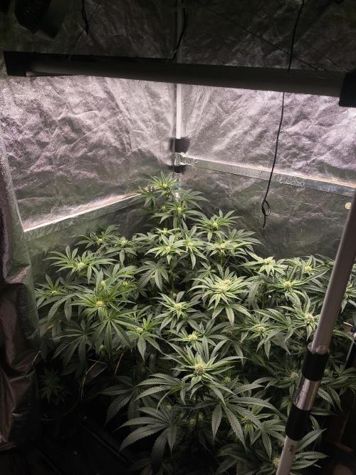 My First photoperiod. Week 10
