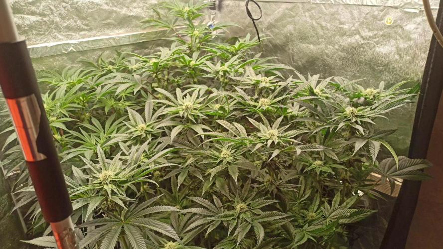 My First photoperiod