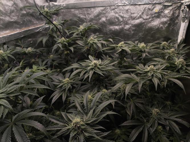 My First photoperiod. Week 11