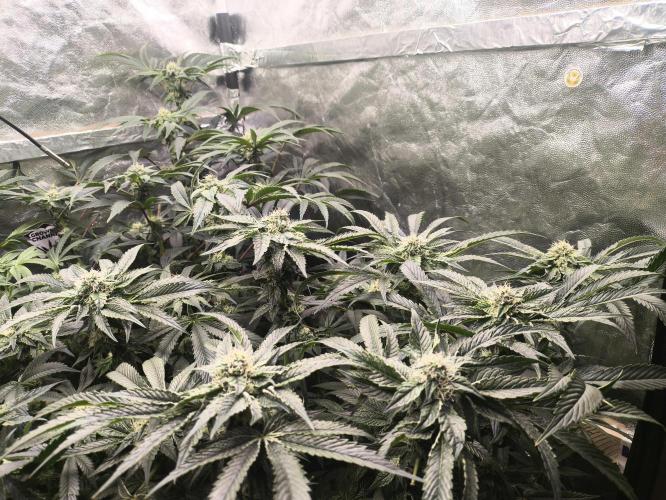 My First photoperiod. Week 11