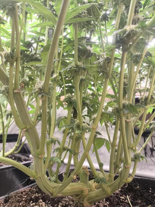 My First photoperiod. Week 11