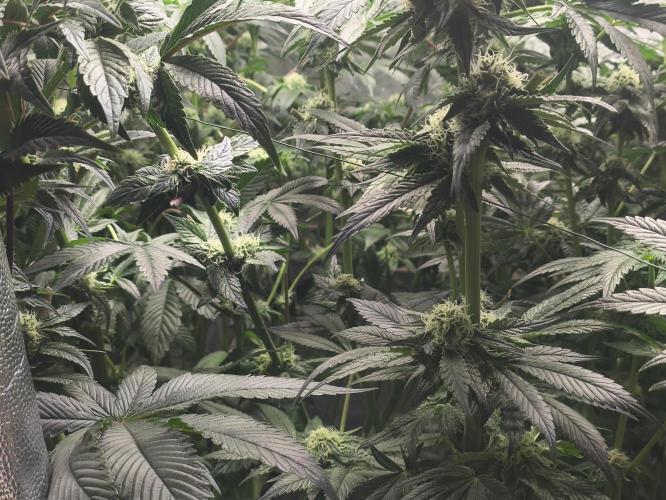 My First photoperiod. Week 11