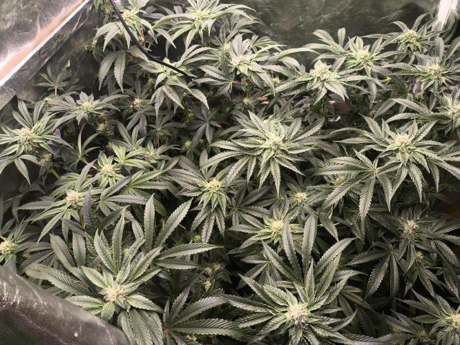 My First photoperiod. Week 11