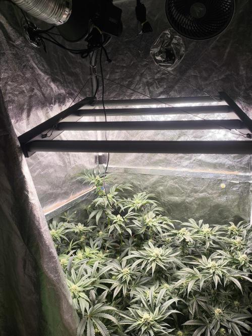 My First photoperiod. Week 11