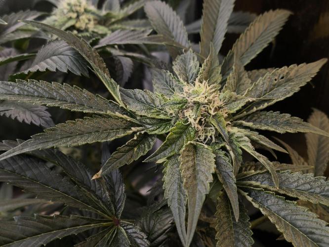 My First photoperiod. Week 11