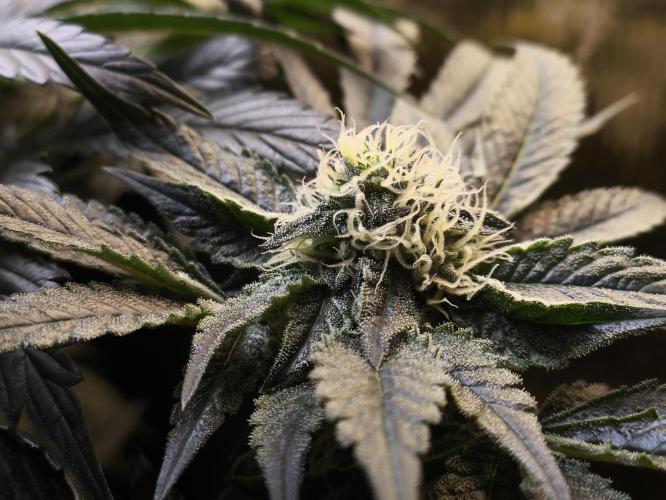 My First photoperiod. Week 11