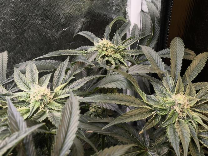 My First photoperiod. Week 11