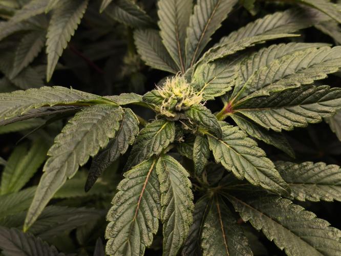 My First photoperiod. Week 11