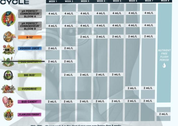 My First photoperiod. Week 11