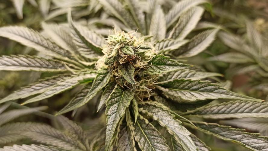 My First photoperiod. Week 12