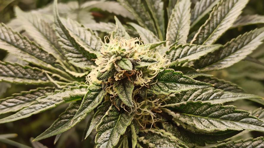 My First photoperiod. Week 12