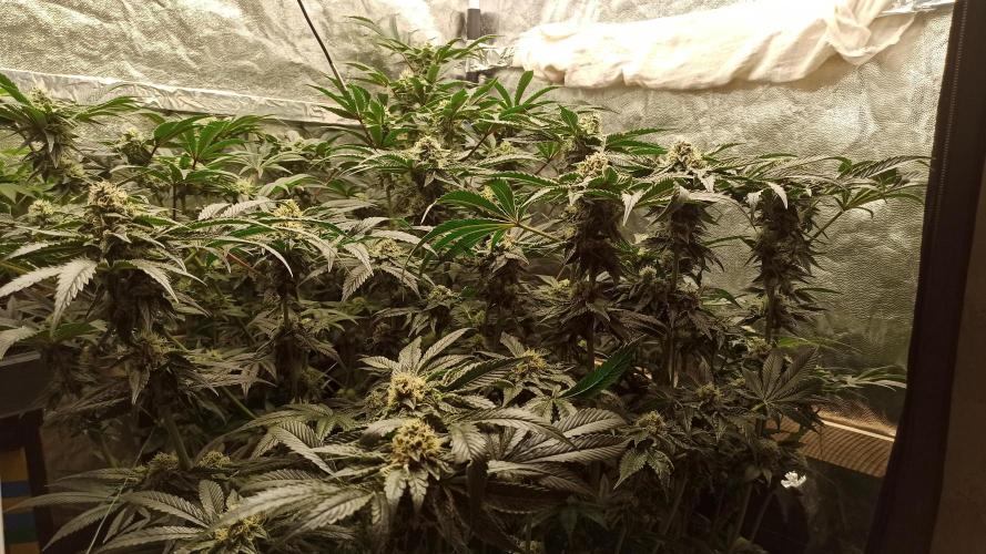 My First photoperiod. Week 12