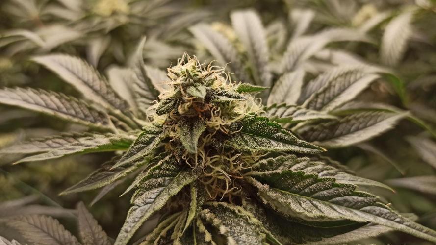 My First photoperiod. Week 12