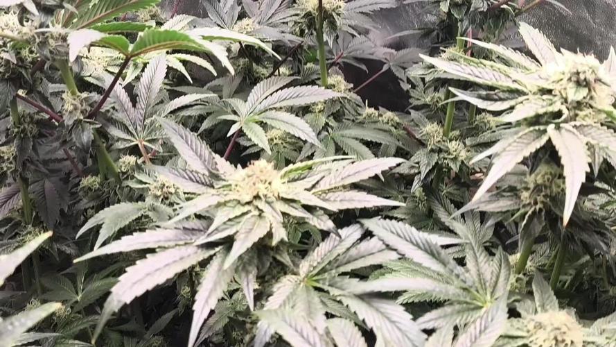 My First photoperiod