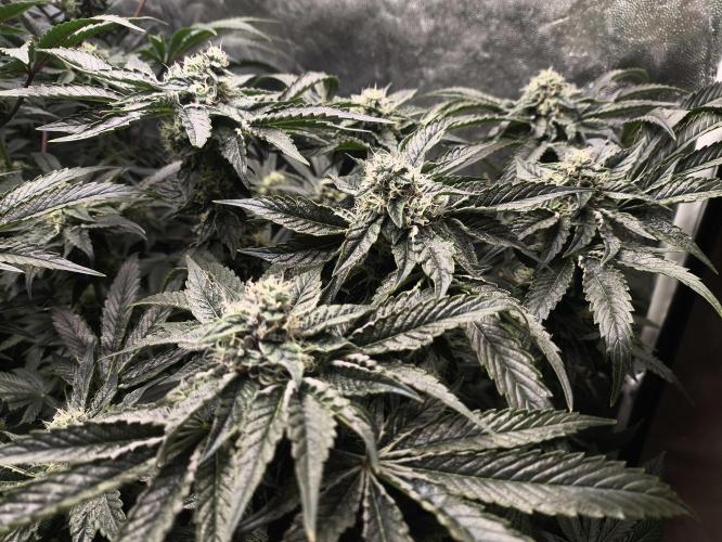 My First photoperiod. Week 12