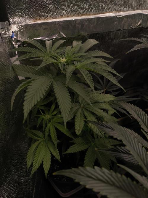 My First photoperiod. Week 12 - Pokus Řízek alá Fanko , 12/12 od začátku ,hnojky stejně jako ty velký dostává 