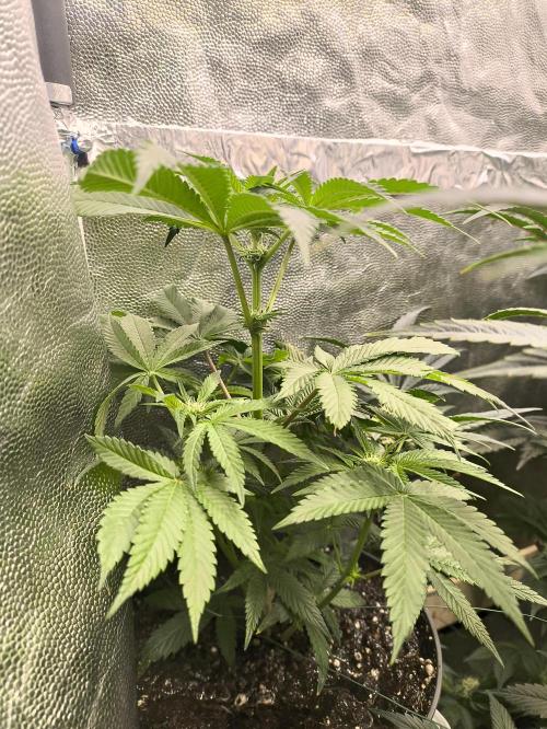 My First photoperiod. Week 12