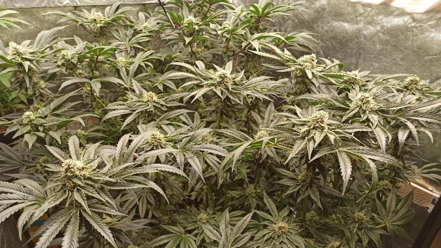 My First photoperiod. Week 12