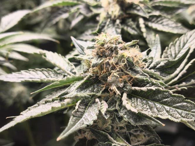 My First photoperiod. Week 13