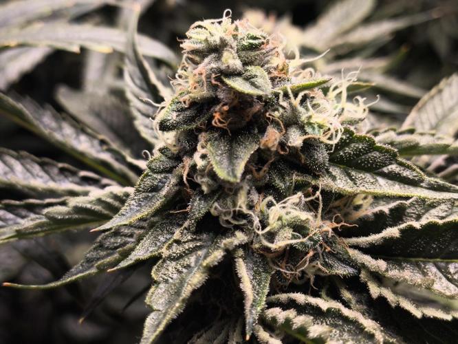 My First photoperiod. Week 13