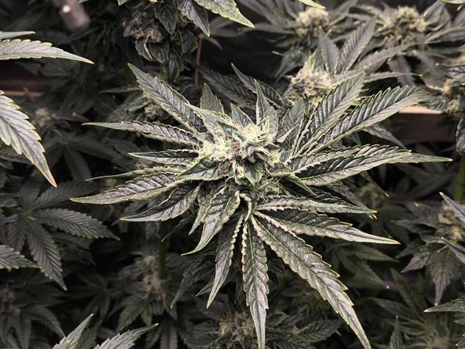 My First photoperiod. Week 13